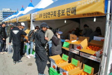 김해시 진영단감축제, 전시·판매 위주 변경