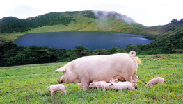 제주도 양돈농가 방역시설 조기 설치 유도