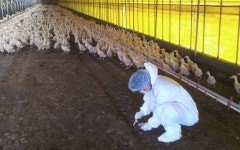 전남 무안·곡성 농장서 또 AI항원 검출…13만 6000마리 살처분