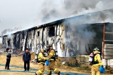 세종시 연기면 돼지농장 화재...돼지 1000마리 소실