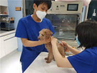 동물병원 진료비 게시 의무...겨우 1% 가입한 펫보험 확대되나