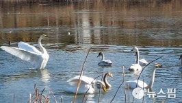 [포토에세이] 겨울나기 울진 연호정 찾은 시베리아 진객 고니