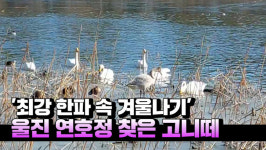 [영상] 최강 한파 속 겨울나기 울진 연호정 찾은 시베리아 진객 고니