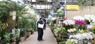 봄 향기 가득한 양재화훼시장