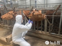 청주시, 상반기 구제역 백신 접종...1826농가 소·염소 9만4000여마리