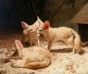 제주, 동물원 외 시설서 야생동물 체험·전시 금지…신고 동물만 한시 유예