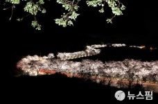 청풍명월의 도시 제천서 벚꽃 구경 어때...이번주 절정
