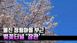 [영상] 울진 정림마을 벚꽃터널 장관