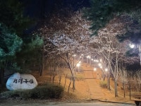 안산시 중앙공원 벚꽃 야간조명 설치...봄밤 꽃길 만끽