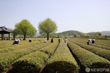 왕의 차 보성 백록다원 찻잎 수확 한창