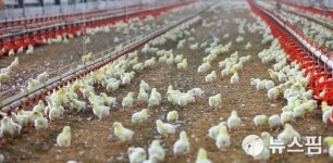 하림 닭고기 입식·공급 늘려 가격 안정 확보
