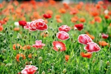 산소카페 도시 청송 주왕산관광단지·객주정원 양귀비 활짝