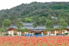 산소카페 도시 청송 주왕산관광단지·객주정원 양귀비 활짝