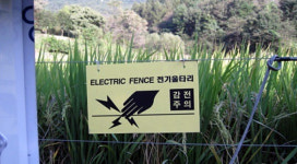 경주 내남면서 50대 여성 야생동물퇴치용 전기울타리 감전사