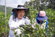 블루베리 농장서 일손돕는  이재영 증평군수