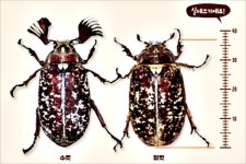 세종시 이응다리에 나타난 수염풍뎅이 지켜주세요