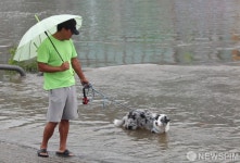 물 속이 시원한 강아지