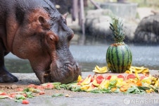 과일 먹는 하마