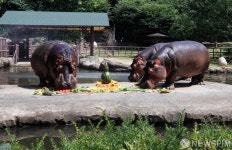 사육사 제공 특식먹는 하마들