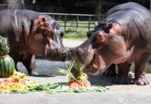 특식 먹는 하마