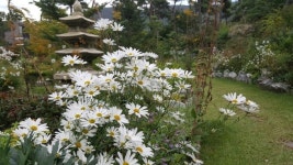 괴산 청천서 제1회 덕사리 구절초 축제...내달 7~15일