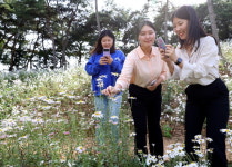강진군에 이런 곳이 옴천면 좌척마을 산기슭 1만여평 구절초 환상
