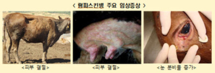 평택서 소 럼피스킨병 확진·김포 의심 사례 신고...방역당국 비상