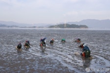 뻘배로 캔 보성 벌교 꼬막 제철