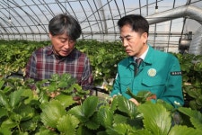 충북 보은 일조량 감소  농작물 피해 확산...농민 울상