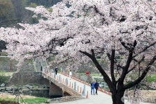벚꽃속 힐링 즐기는 분당 시민들