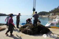 [르포] 울진 대나리마을 어촌계가 자연산 물미역 현지 판매 나선 까닭