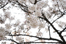 동두천시, 자유수호평화박물관 벚꽃 야간개장 채비