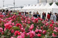 장미길 걷는 참가자들