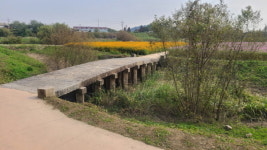 [기획] 창릉천 물길 꽃향기 가득…고양시, 창릉천 유채꽃축제 개최