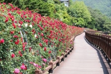 단양군 남한강변 1.2km 장미꽃 활짝