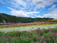 단양 도담정원 봄꽃 활짝...관광객 발길 이어져