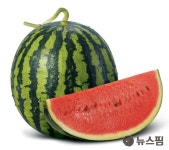 고품질 생거진천 수박 본격 출하...소비자 입맛 사로잡는다