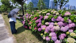 발길 잡는 수국길