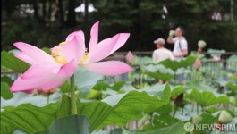 어린이대공원 환경연못에 활짝 핀 연꽃