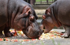 과채류 먹는 하마