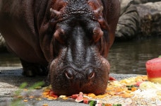 특식 먹는 하마