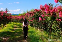 보성군, 진분홍빛 배롱나무 꽃 만개