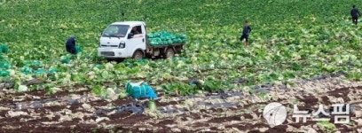 김장철 앞두고 가을배추 출하 분주...가격 안정되나