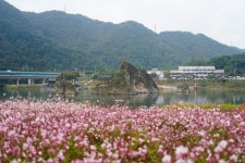 충북 단양 도담정원에 가을꽃 활짝