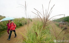 억새축제 앞둔 하늘공원