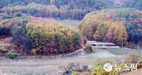 [포토] 저무는 가을, 더딘 단풍...봉화 서벽마을