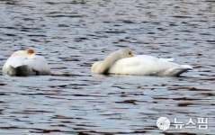 울진 연호정 찾은 겨울진객 큰 고니