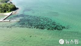 KB국민은행, 해양생태계 보호를 위한 바다숲 2호 조성