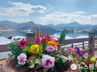 임실 옥정호 출렁다리·붕어섬 생태공원 재개장…방문객 증가