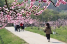 충북 음성서 틀별한 봄 여행... 복사꽃 길 따라 걷다